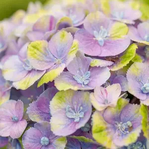 Picture - Magical Hydrangea (Stage 1 Colour)